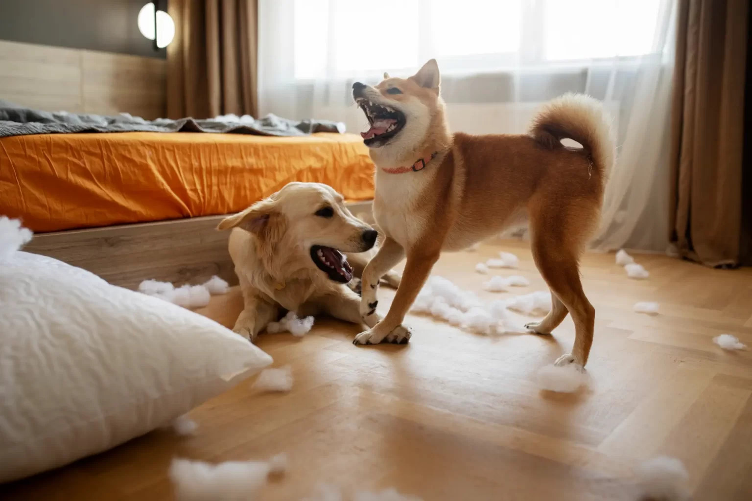 10 Amazing Reasons You’ll Want to Walk Your Dog More Often