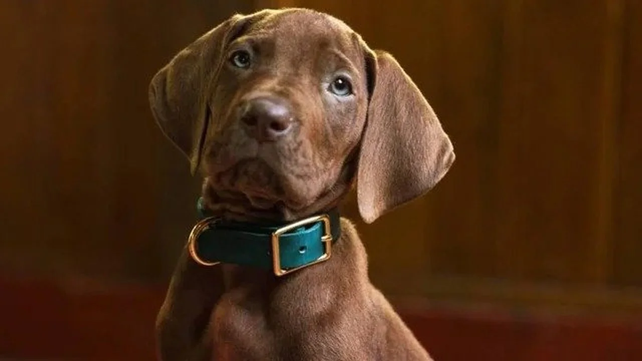 Netflix divulga primeiro teaser de ‘Scooby-Doo: A Origem’ Netflix divulga primeiro teaser de ‘Scooby-Doo: A Origem’